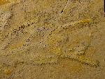 Brachyphyllum nepos SAPORTA - Bild © FossNet FossilienStore